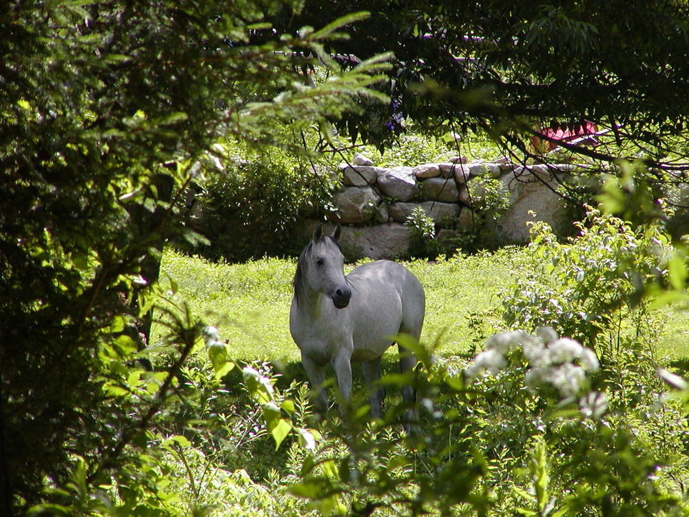 Arabian Horse Inn Sudbury Exterior foto