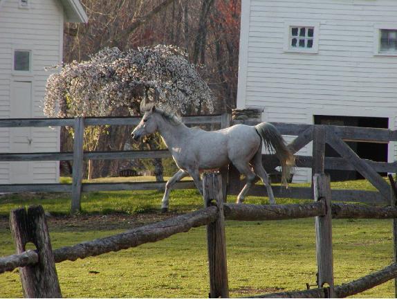 Arabian Horse Inn Sudbury Exterior foto
